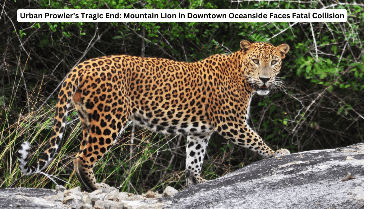 Urban Prowler’s Tragic End: Mountain Lion in Downtown Oceanside Faces Fatal Collision